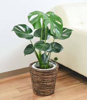 ★NEW★観葉植物 モンステラ ６号サイズ 鉢カバー付き【5,940円相当品】※離島・沖縄・東北・北海道地域にはお届けできません