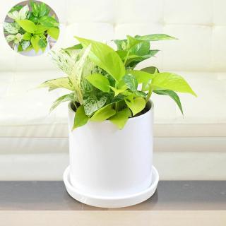 ★NEW★観葉植物　ポトス 3種類寄せ植え 円柱形陶器鉢植え